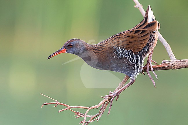 Water Rail (Rallus aquaticus) sitting in a low bush along the edge of small Italian lagoon. stock-image by Agami/Daniele Occhiato,