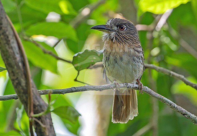 White-whiskered Puffbird (Malacoptila panamensis) in Panama. stock-image by Agami/Pete Morris,