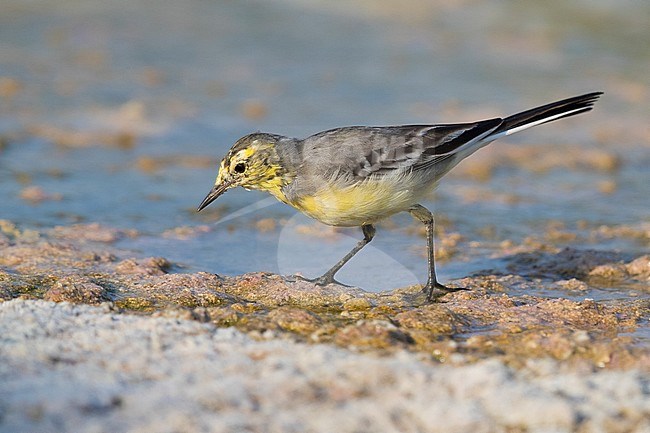 Citrine Wagtail (Motacilla citreola), side view of an adult in winter plumage in Oman stock-image by Agami/Saverio Gatto,