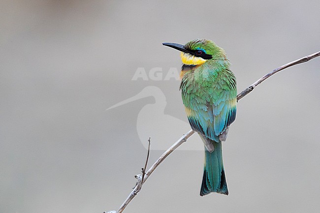 Little Bee-eater (Merops pusillus), adult perched on a branch, Mpumalanga, South Africa stock-image by Agami/Saverio Gatto,