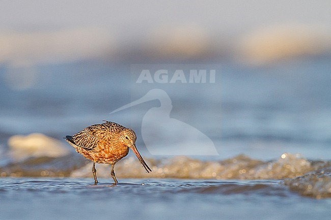 Rosse Grutto, Bar-tailed Godwit, Limosa lapponica on spring migration with stopover at north sea beach stock-image by Agami/Menno van Duijn,