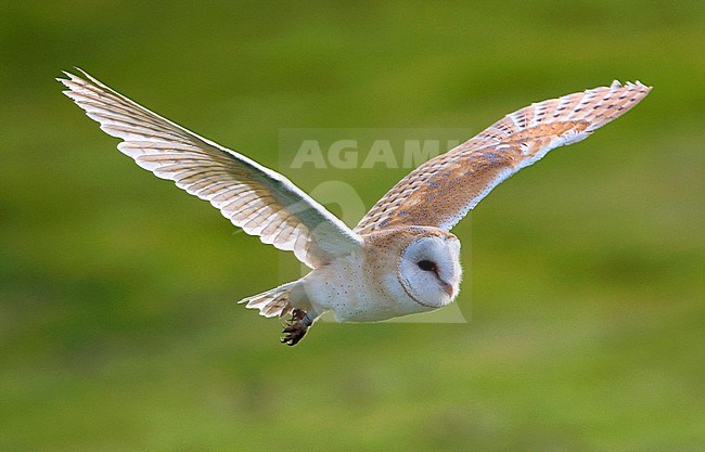 Barn Owl,Tyto alba, hunting during daytime in the Netherlands. stock-image by Agami/Marc Guyt,