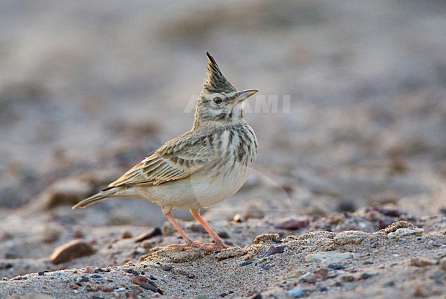 Kuifleeuwerik, Crested Lark, Galerida cristata stock-image by Agami/Marc Guyt,