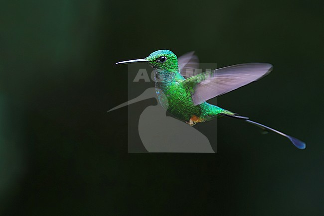 A Rufous-booted Racket-tail (Ocreatus addae) is suspended in mid-air showing its amazing green iridescent plumage and orange leg puffs. stock-image by Agami/Jacob Garvelink,