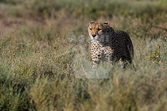 A cheetah, Acinonyx jubatus, patrolling the territory. Ndutu, Ngorongoro Conservation Area, Tanzania stock-image by Agami/Sergio Pitamitz,