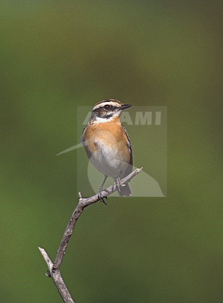 Whinchat male perched; Paapje man zittend stock-image by Agami/Bill Baston,