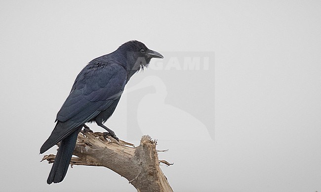 Tamaulipas Crow (Corvus imparatus) perched on a branch in Texas stock-image by Agami/Ian Davies,