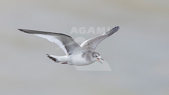  stock-image by Agami/Vincent Legrand,