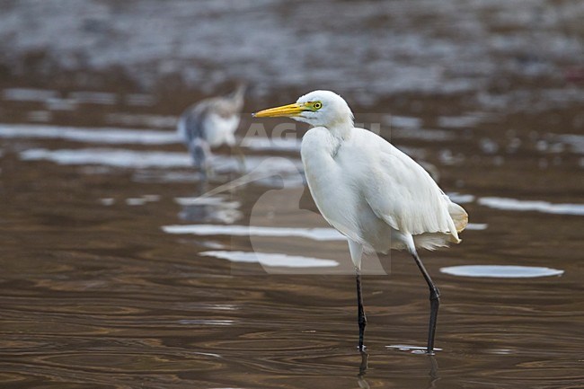 Yellow-billed Egret (Ardea brachyrhyncha) on Cape Verde islands. Vagrant. stock-image by Agami/Daniele Occhiato,