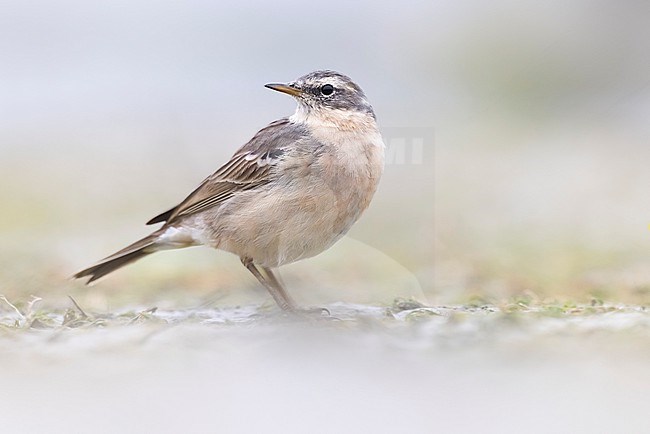 Water Pipit (Anthus spinoletta) in Italy. stock-image by Agami/Daniele Occhiato,