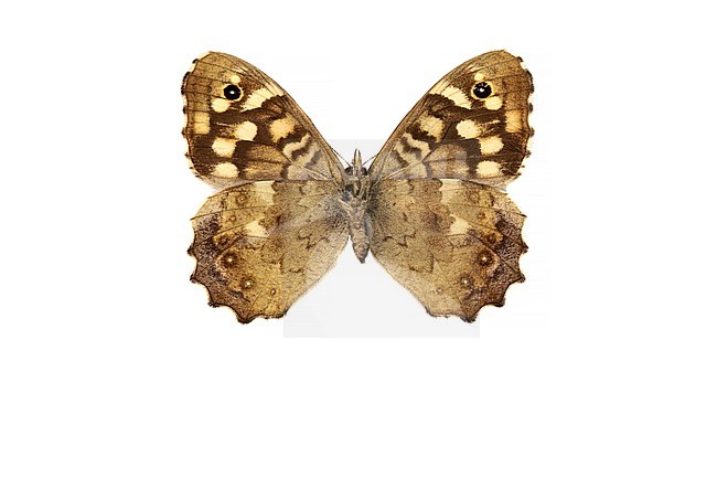 Speckled Wood, Bont zandoogje, Pararge aegeria stock-image by Agami/Wil Leurs,