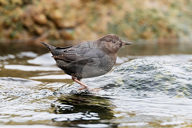 An American Dipper stand on a rock close to the shore of the Sunhsine Coast in British Colombia, Canada stock-image by Agami/Jacob Garvelink,