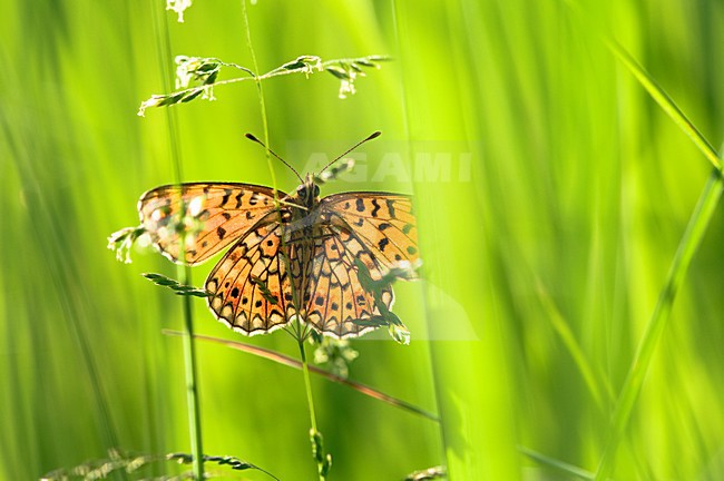 Zilveren Maan in het gras, Small Pearl-bordered Fritillary in grass stock-image by Agami/Rob de Jong,