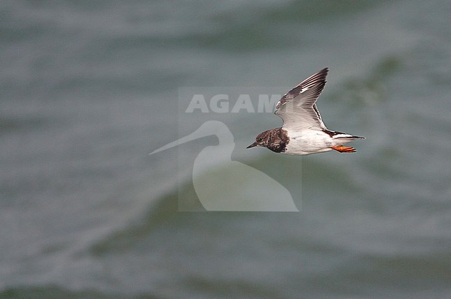 Migranting Ruddy Turnstone (Arenaria interpres) during autumn migration over the north sea off the south pier of IJmuiden in the Netherlands. stock-image by Agami/Marc Guyt,