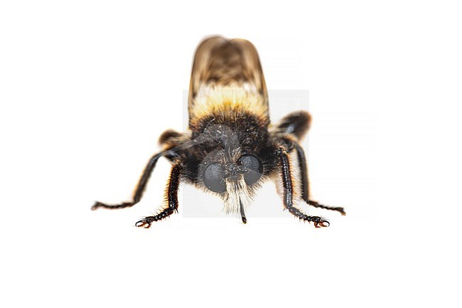 Laphria flava stock-image by Agami/Wil Leurs,