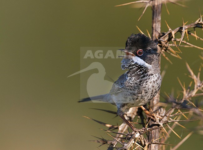 Cyprus Warbler - Schuppengrasmücke - Sylvia melanothorax, Cyprus, adult male stock-image by Agami/Ralph Martin,