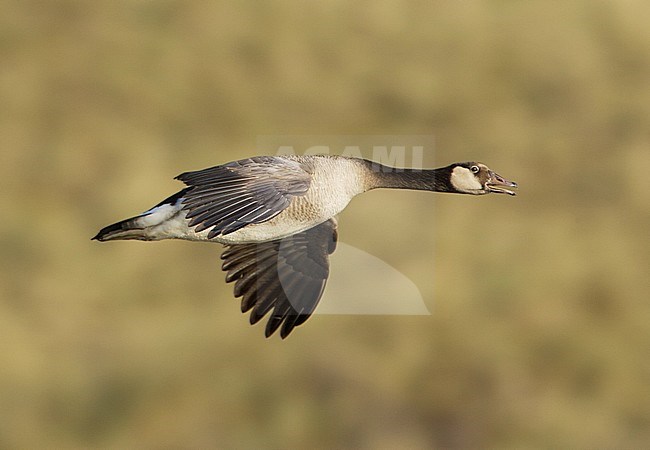 Canadese Gans hybride, Greater Canada Goose hybrid, Branta canadensis stock-image by Agami/Arie Ouwerkerk,