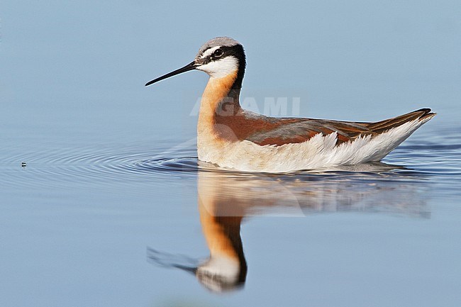 Wilson's Phalarope (Phalaropus tricolor) feeding in a small pond in Alberta, Canada. stock-image by Agami/Glenn Bartley,