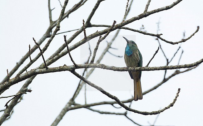 Blue-bearded Bee-eater (Nyctyornis athertoni) adult at Kaeng Krachan National Park, Thailand stock-image by Agami/Helge Sorensen,