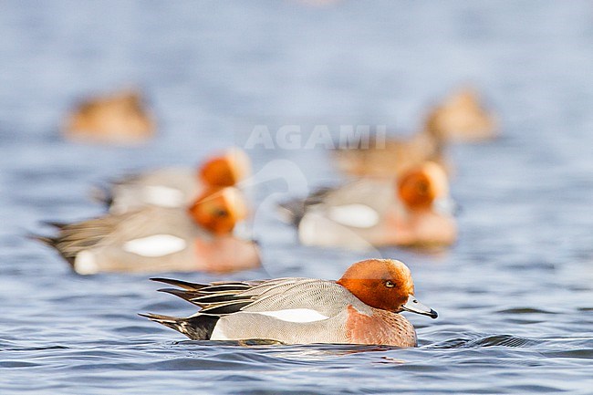 Smient, Eurasian Wigeon, Anas penelope wintering birds on lake during frost period. Group of males on water. stock-image by Agami/Menno van Duijn,