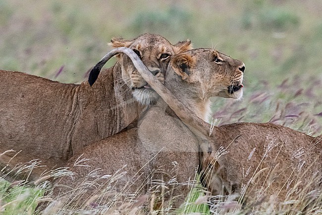 A lioness, Panthera leo, and her cubs. Voi, Tsavo, Kenya stock-image by Agami/Sergio Pitamitz,