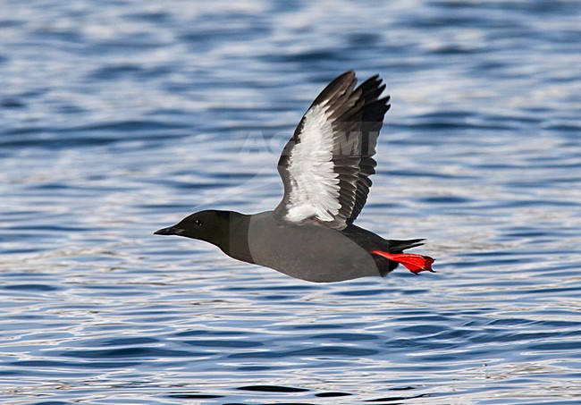 Zwarte Zeekoet volwassen zomerkleed vliegend; Black Guillemot adult summer flying above the ocean stock-image by Agami/Hugh Harrop,