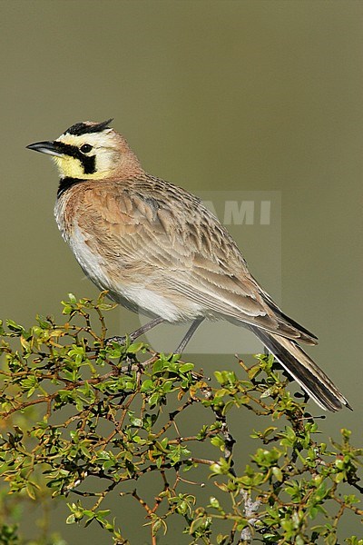 Adult male
Kern Co., CA
April 2005 stock-image by Agami/Brian E Small,