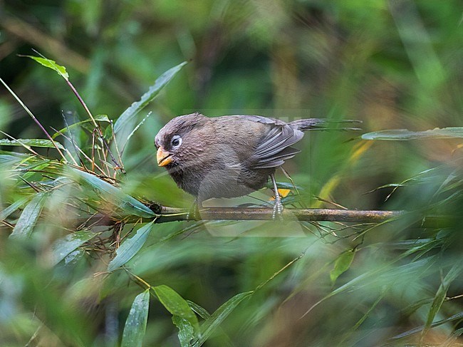 Three-toed parrotbill (Paradoxornis paradoxus) in China. stock-image by Agami/Pete Morris,