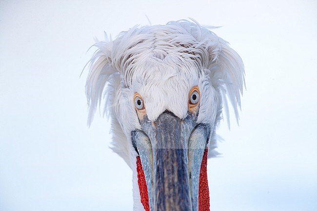 Close-up of adult Dalmatian Pelican (Pelecanus crispus) at Lake Kerkini, Greece stock-image by Agami/Marc Guyt,