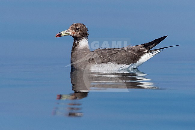 Sooty Gull (Ichthyaetus hemprichii), adult in winter plumage swimming in the sea in Oman stock-image by Agami/Saverio Gatto,
