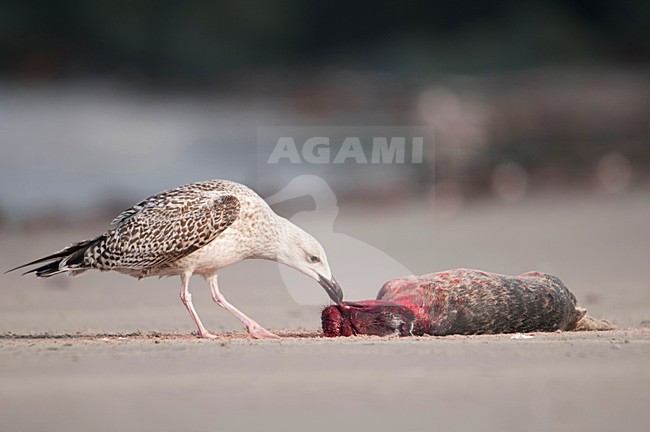 Grijze zeehond, Grey Seal, Halichoerus grypus, kegelrob stock-image by Agami/Han Bouwmeester,