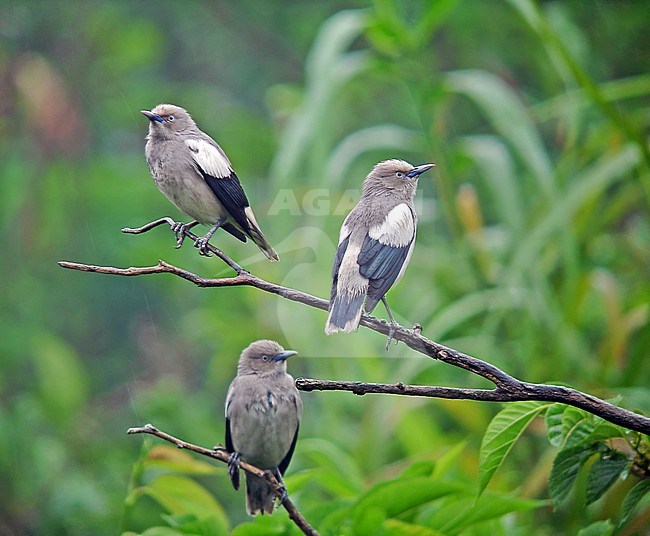White-shouldered Starling (Sturnia sinensis) on Taiwan. stock-image by Agami/Pete Morris,