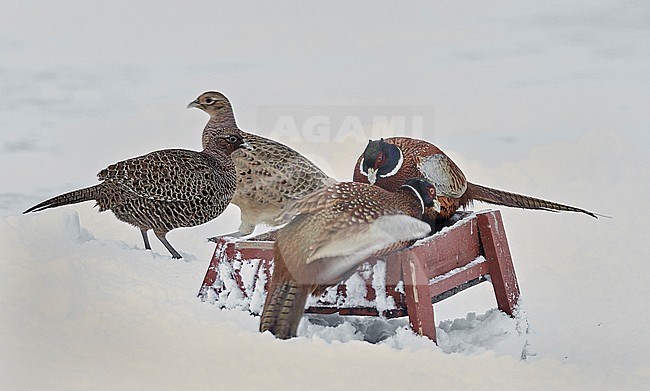 Pheasant female and male (Phasianus colchicus) Kauhajoki Finland January 2015 at feeding place stock-image by Agami/Markus Varesvuo,