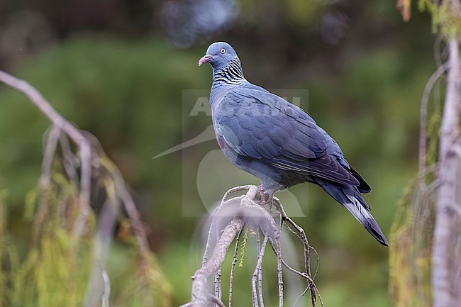 Trocaz Pigeon, Columba trocaz, on Madeira, Portugal. stock-image by Agami/Daniele Occhiato,