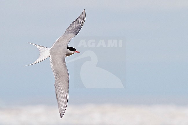 Arctic Tern (Strena paradisaea) flying in Churchill, Manitoba, Canada. stock-image by Agami/Glenn Bartley,