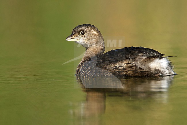Adult non-breeding
Hidalgo Co., TX
January 2009 stock-image by Agami/Brian E Small,