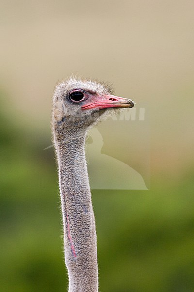 Struisvogel; Ostrich stock-image by Agami/Marc Guyt,