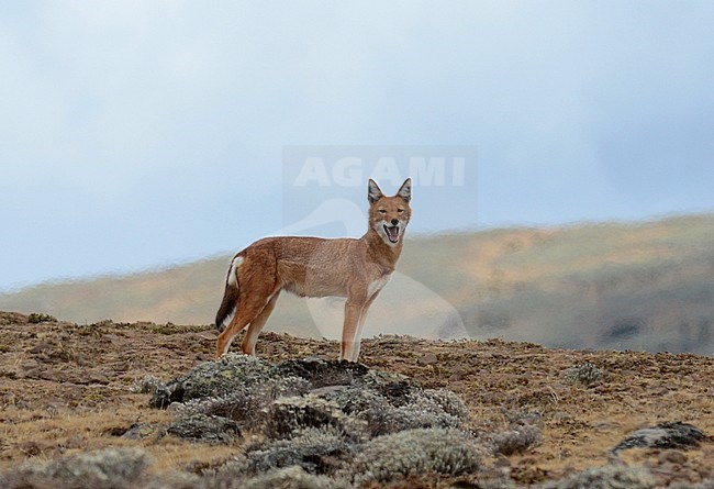 Ethiopian wolf, Canis simensis) an endangered predator endemic to the Ethiopian Highlands. stock-image by Agami/Laurens Steijn,