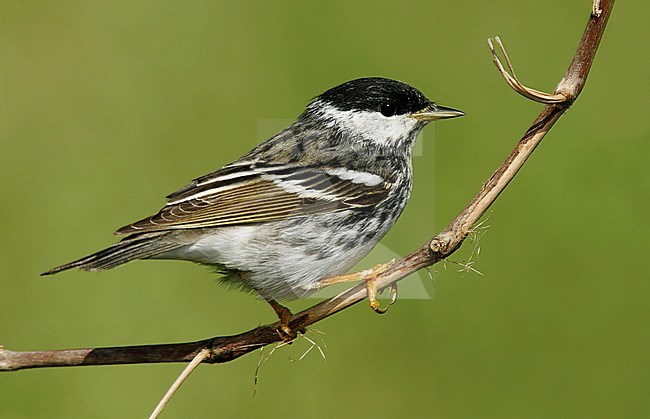 Adult male breeding
Galveston Co., TX
April 2006 stock-image by Agami/Brian E Small,