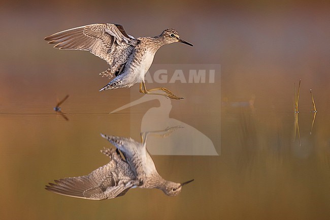 Wood Sandpiper (Tringa glareola) in Italy. stock-image by Agami/Daniele Occhiato,