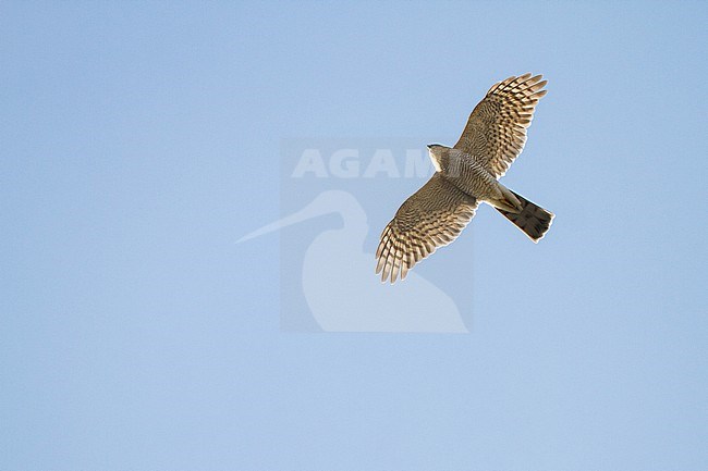 Eurasian Sparrowhawk, Accipiter nisus adult male soaring in front of blue sky seen from underside stock-image by Agami/Menno van Duijn,