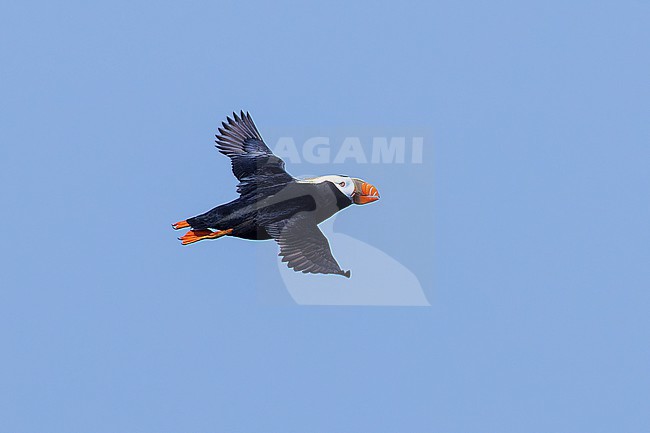Tufted Puffin (Fratercula cirrhata) taken the 23/06/2022 at Seward - Alaska - USA stock-image by Agami/Nicolas Bastide,