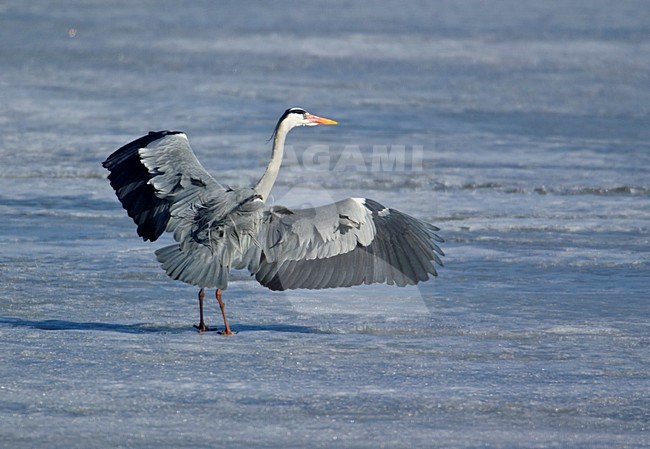 Blauwe Reiger in de winter; Grey Heron in winter stock-image by Agami/Markus Varesvuo,
