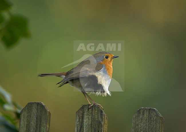 European Robin perched on wooden fence, Roodborst zittend op houten hek stock-image by Agami/Wil Leurs,