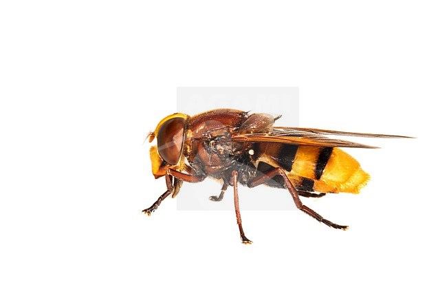 Hornet mimic hoverfly, Volucella zonaria stock-image by Agami/Wil Leurs,