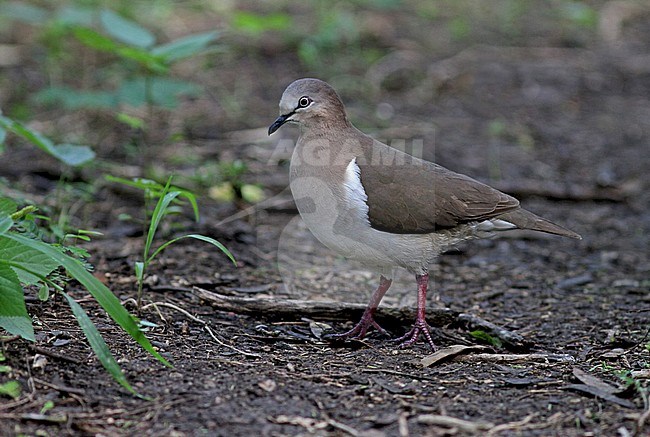 Grenada Dove, Leptotila wellsi) critically endangered and endemic to the island of Grenada in the Lesser Antilles. stock-image by Agami/Pete Morris,