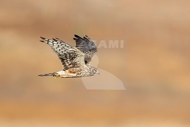 Adult female Northern Harrier (Circus hudsonius) in flight during late autumn.
Riverside County, California, USA. stock-image by Agami/Brian E Small,