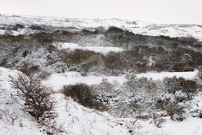 Duingebied Berkheide tussen Katwijk en Wassenaar; Area of dunes called Berkheide between Katwijk and Wassenaar stock-image by Agami/Menno van Duijn,