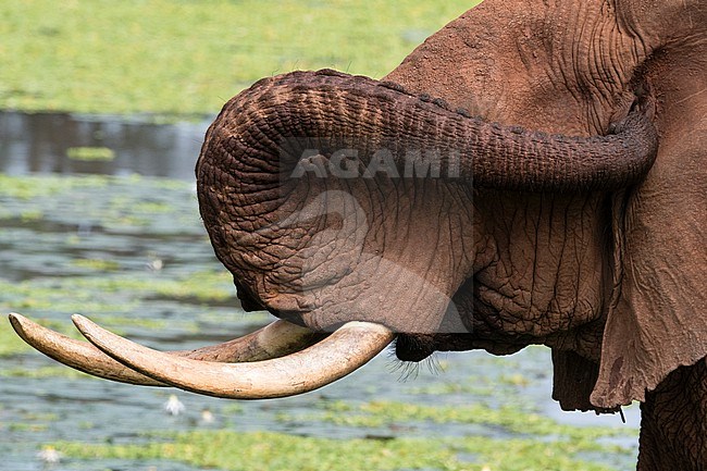 Close up of an African elephant, Loxodonta africana, cleaning its ear with the trunk. Voi, Tsavo, Kenya stock-image by Agami/Sergio Pitamitz,