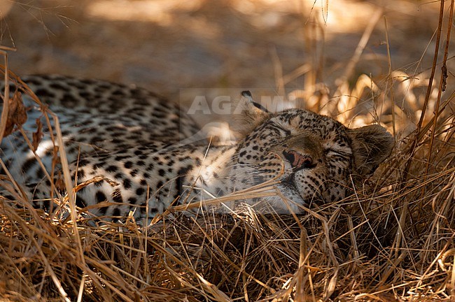 Close up of a leopard, Panthera pardus, sleeping in dry grass. Khwai Concession Area, Okavango Delta, Botswana. stock-image by Agami/Sergio Pitamitz,